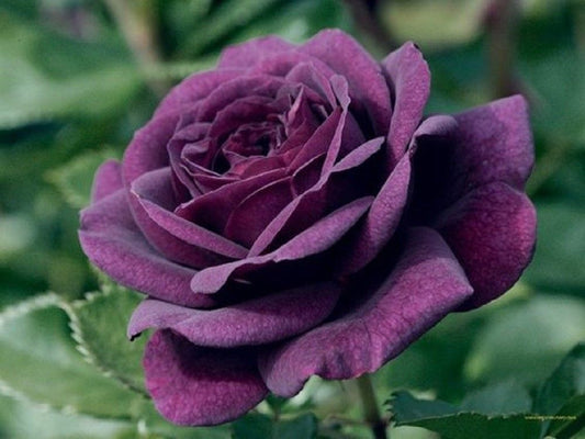 10 Dark Purple Rose Seeds Flower Bush Flowers Bloom Perennial Seed 106 US SELLER