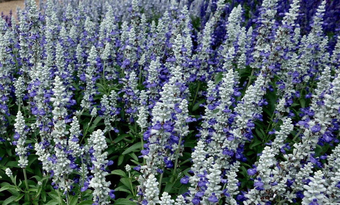 50 Cathedral Bluw Salvia Seeds Flower Seed Perennial Flowers 964 US SELLER Bee