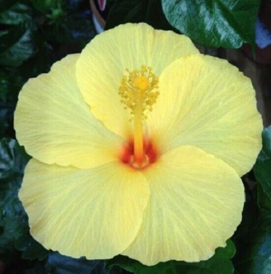 20 Light Yellow Hibiscus Seeds Flowers Flower Seed Perennial Bloom 22 US SELLER