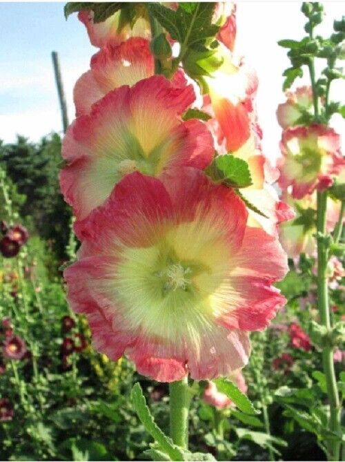 25 Yellow Pink Hollyhock Seeds Perennial Flower Seed Flowers 914 US SELLER