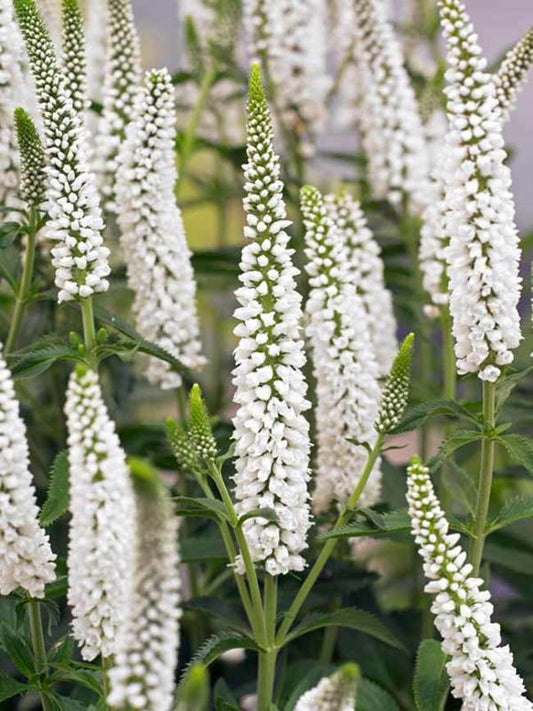 100 White Veronica Seeds Speedwell Royal Candle Flower Perennial Flowers 257