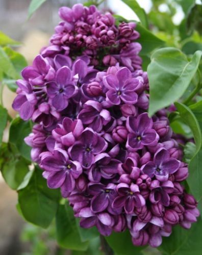 25 Purple Lilac Seeds Tree Fragrant Hardy Perennial Flower Flowers 366 US SELLER