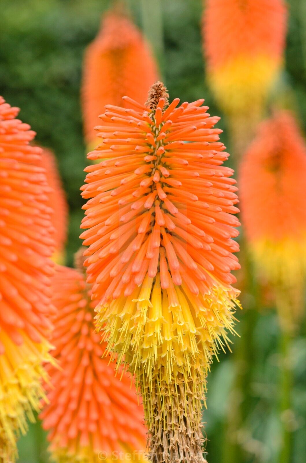 25 Nobilis Torch Lily Hot Poker Flower Seeds Perennial Seed 847 US SELLER
