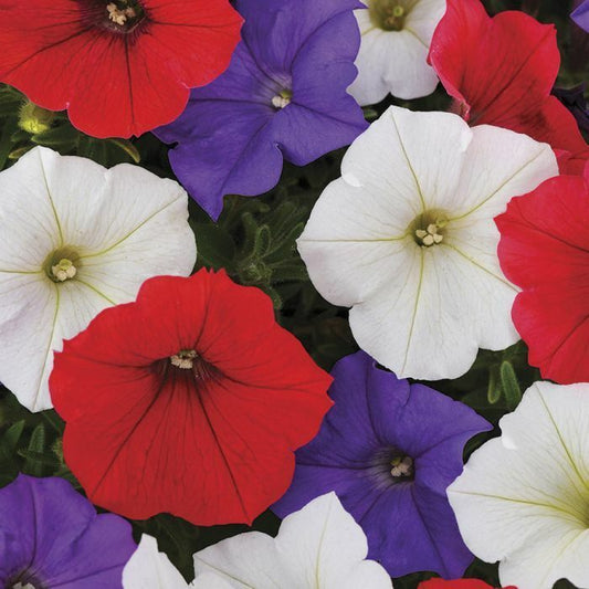50 Red White Purple Mix Petunia Seeds Flowers Flower Seed Bloom 280 US SELLER