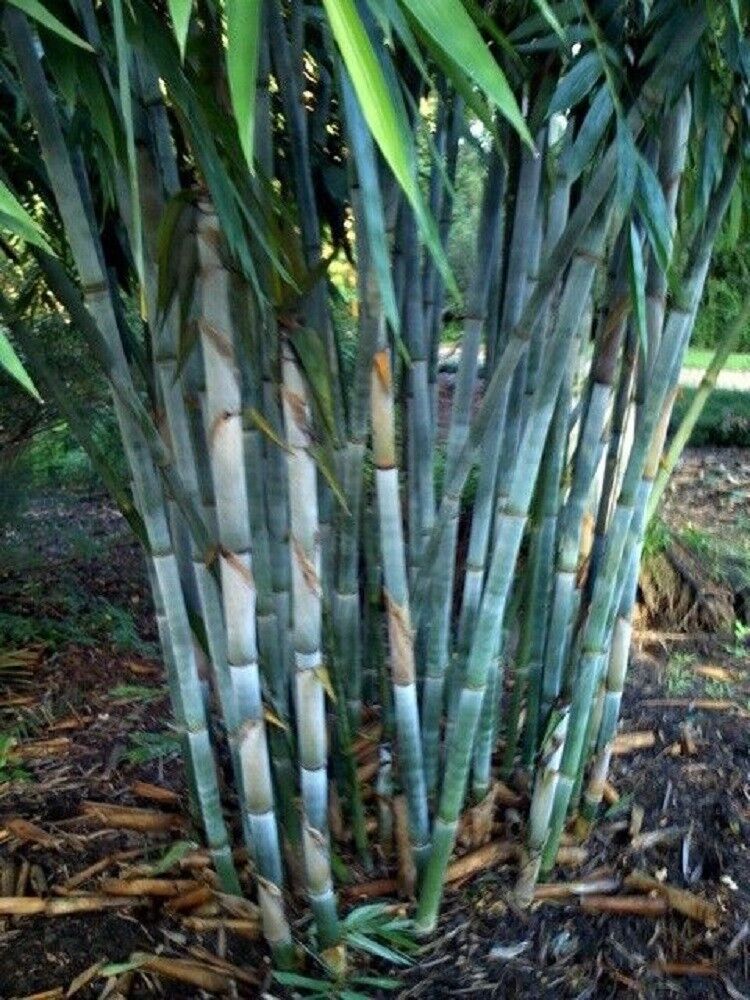 50 Blue Bamboo Seeds Privacy Plant Garden Clumping Exotic Shade 383 US SELLER