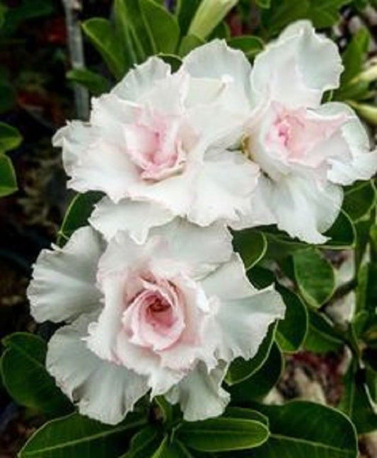4 Double White Desert Rose Seeds Adenium Flower Bloom Perennial Seed 6 US SELLER