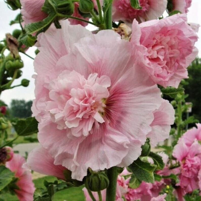 25 Carnival Pink Hollyhock Seeds Perennial Flower Seed Flowers 836 US SELLER