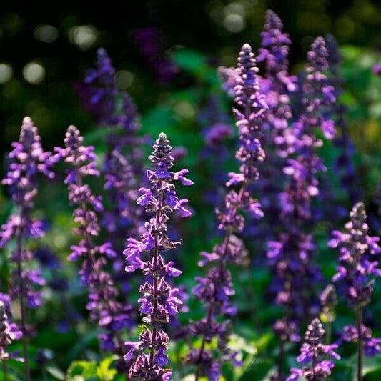 50 Mystic Spires Salvia Seeds Flower Seed Perennial Flowers Hummingbird 773 USA