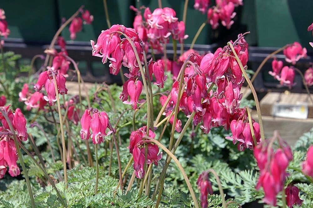 25 King Hearts Bleeding Heart Seeds Dicentra Spectabilis Shade Flower Garden 688