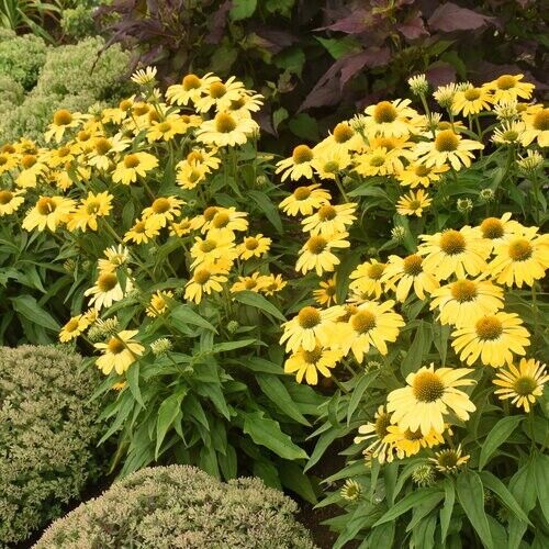 50 Yellow My Coneflower Seeds Echinacea Flower Perennial Flowers Seed 1404 USA