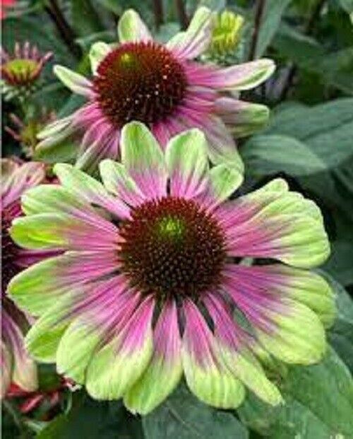 50 Pink Green Coneflower Seeds Echinacea Perennial Flowers Flower 1369 USA Sell