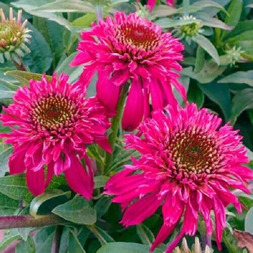 50 DBL Scoop Raspberry Coneflower Seeds Echinacea Perennial Flower Flowers 1069