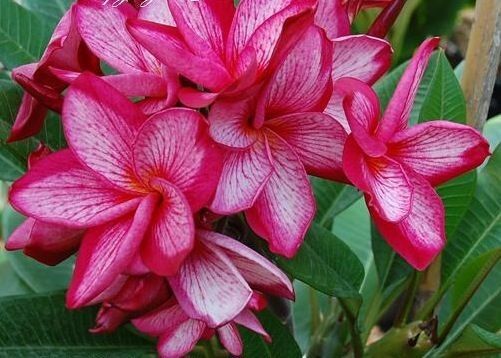 5 Pink White Plumeria Seeds Plants Flower Lei Hawaiian Perennial Flowers 201