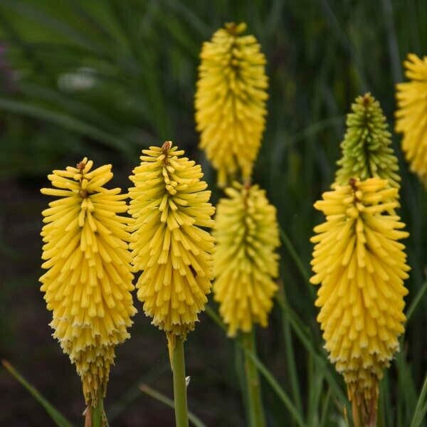 25 Malibu Madness Torch Lily Hot Poker Flower Seeds Perennial Seed 840 US SELLER