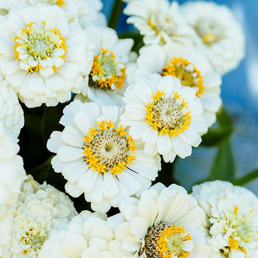 50 Pumila White Zinnia Seeds Zinnia elegans Annual Bloom White Flower Seed 1105