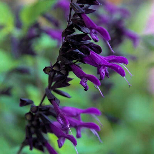 50 Purple Black Salvia Seeds Flower Seed Perennial Flowers Hummingbird 169