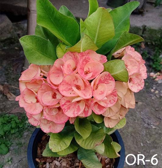 1 "Orange Sand" Crown Of Thorns Plant Euphorbia Milii Plants US Seller CT-44