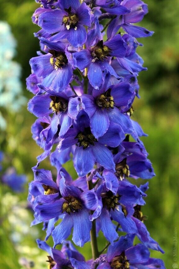 50 Magic Fountain Delphinium Seeds Perennial Flower Garden Seed Flowers 790 USA