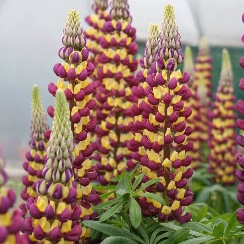 25 Manhattan Lights Lupine Seeds Flower Perennial Hardy Flowers Seed 1005 USA