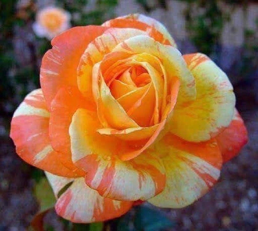 10 Orange White Rose Seeds Flower Bush Perennial Flowers Seed 103 US SELLER