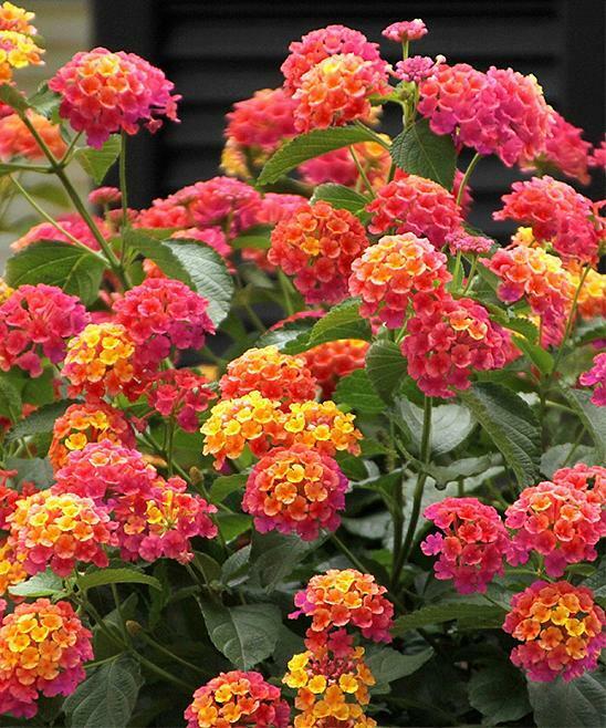 50 Pink Orange Verbena Seeds Flower Seed Flowers Spring Perennial Wildflower 247