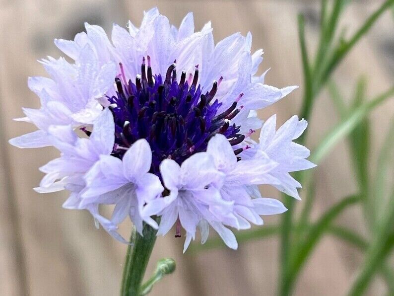 50 White Blue Bachelor's Button Seeds Annual Seed Flower Flowers Garden 617 USA