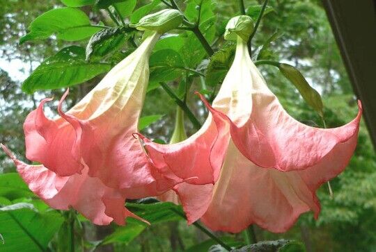 10 Frosty Pink Angel Trumpet Seeds Flowers Seed Brugmansia Datura 648 USA SELLER