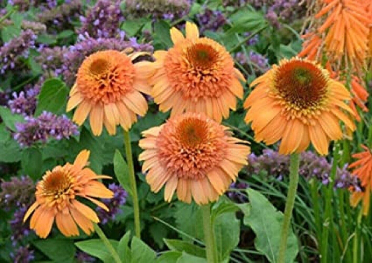 50 Supreme Cantalope Coneflower Seeds Echinacea Flower Perennial Flowers 1396