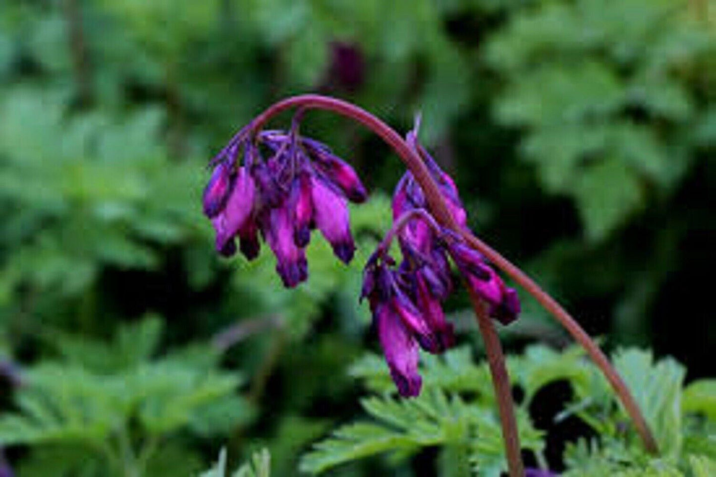 25 Dark Purple Bleeding Heart Seeds Dicentra Spectabilis Shade Flower Garden 694