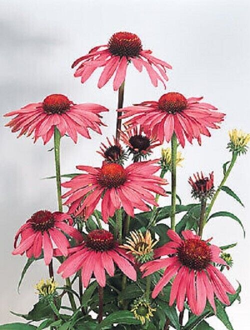 50 Deep Rose Coneflower Seeds Echinacea Perennial Flower Bloom Flowers Seed 1023