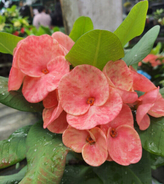 1 "Beauty Queen " Crown Of Thorns Plant Euphorbia Milii Starter Well Rooted