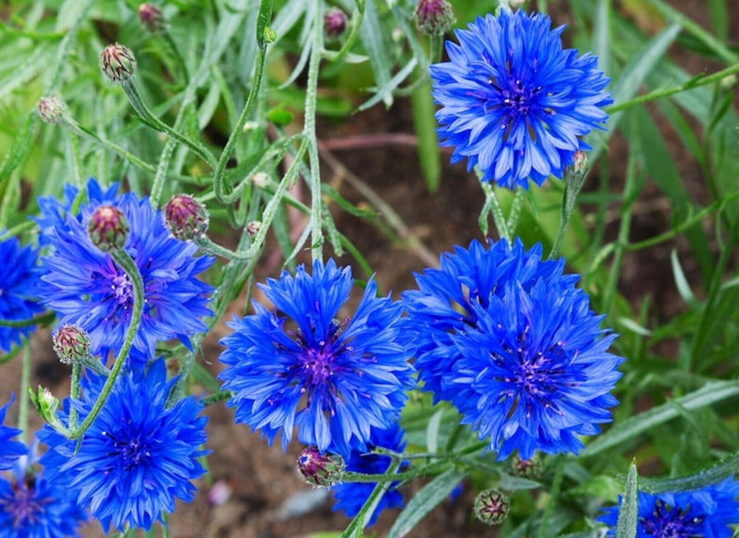 50 Bright Blue Bachelor's Button Seeds Annual Seed Flower Flowers Garden 585 USA