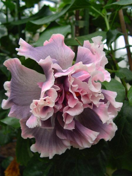 20 Double Pink Gray Hibiscus Seeds Flowers Flower Seed Perennial Bloom 480