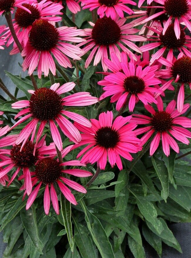 50 Wicked Coneflower Seeds Echinacea Flower Perennial Flowers Seed 1402 USA