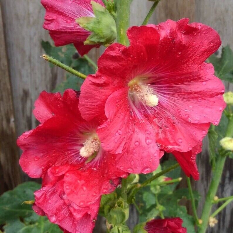 25 Coral Red Hollyhock Seeds Perennial Flower Seed Flowers 843 US SELLER Pink