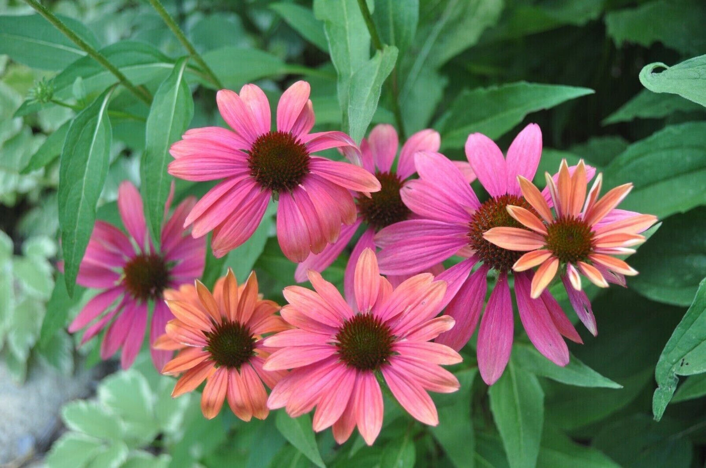 50 Pink Orange Coneflower Seeds Echinacea Perennial Flowers Flower 1366 USA