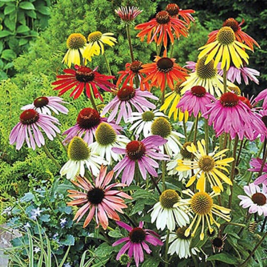 50 Mixed Coneflower Seeds Echinacea Perennial Flowers Seed Flower 1356 USA SELL