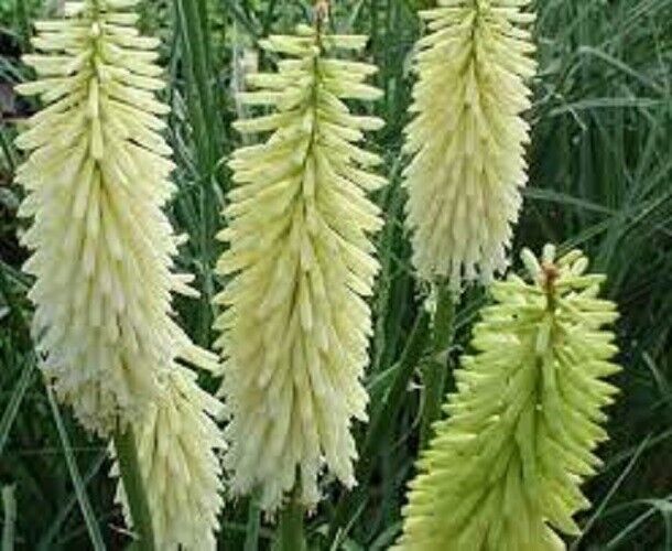 25 Ice Queen Torch Lily Hot Poker Flower Seeds Perennial Seed 807 US SELLER