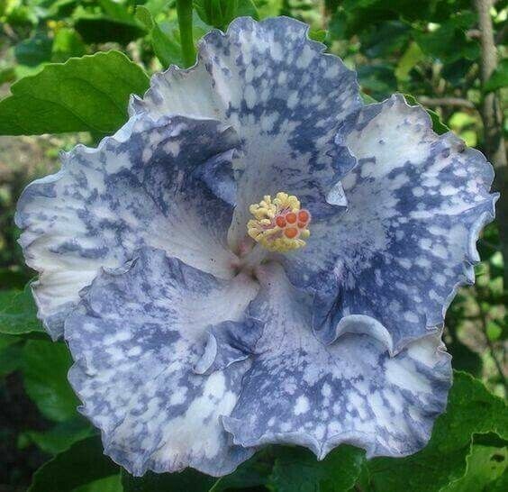 20 Silver White Hibiscus Seeds Flowers Flower Seed Perennial Bloom 473 US SELLER