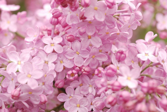 25 Blush Lilac Seeds Tree Fragrant Flowers Perennial Seed Flower 921 US SELLER