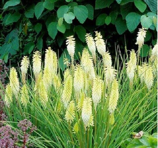 25 Pineapple Torch Lily Hot Poker Flower Seeds Perennial Seed 864 US SELLER