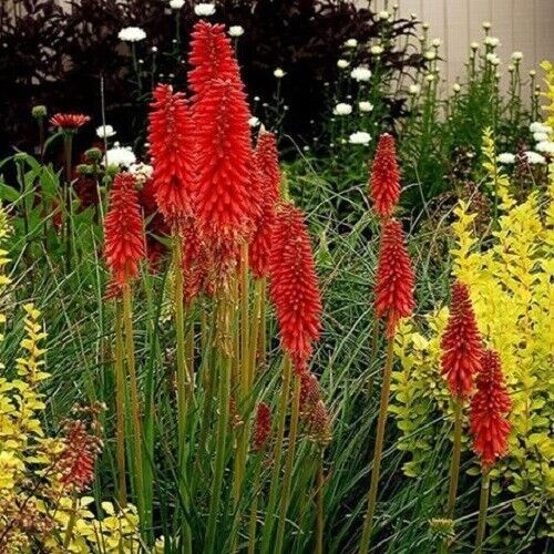 25 Bright Red Hot Poker Seeds Torch Lily Flower Kniphofia Uvaria Perennial 267