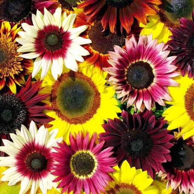 25 Sunflower Rainbow Mix Seeds Flowers Seed Flower Perennial Sun Bloom 559