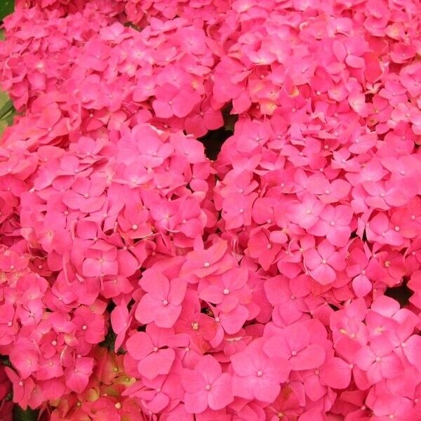 5 Masja Hydrangea Seeds Perennial Flowers Flower Garden Seed 1437 USA SELLER