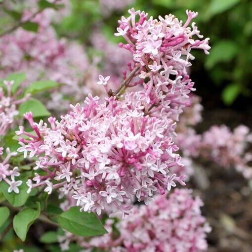 25 Scent Sensibility Lilac Seeds Tree Fragrant Flowers Perennial Seed Flower 978