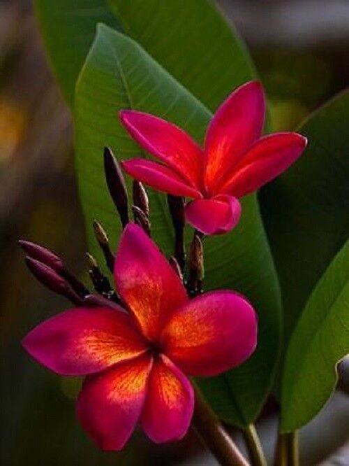 5 Dark Pink Orange Plumeria Seeds Plants Flower Flowers Seed Bloom 208 US SELLER