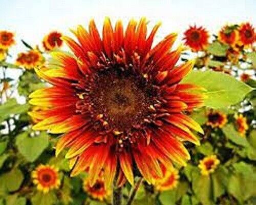 25 Joker Sunflower Seeds Flowers Seed Flower Perennial Sun Bloom 557