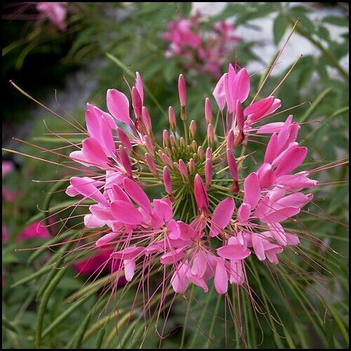 100 Pink Punch Spider Seeds Clome Spinosa Perennial 1184 US Seller Flower Bee