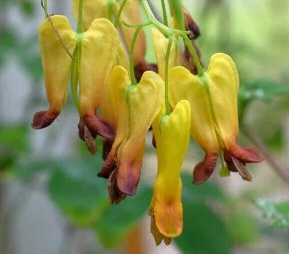 25 Scadens Bleeding Heart Seeds Dicentra Spectabilis Shade Flower Garden 701