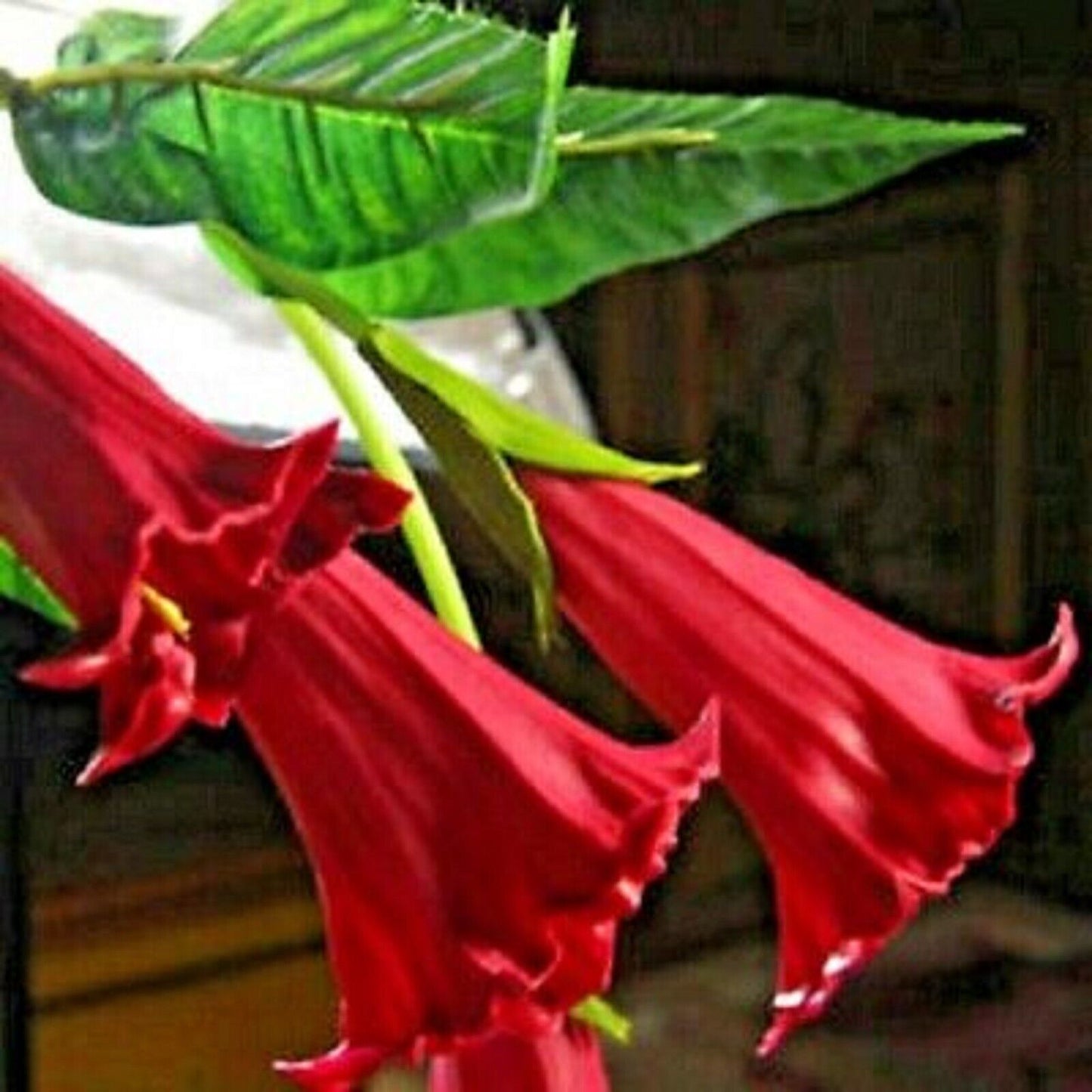 10 Candy Red Angel Trumpet Seeds Flowers Seed Flower Brugmansia Datura 632 USA